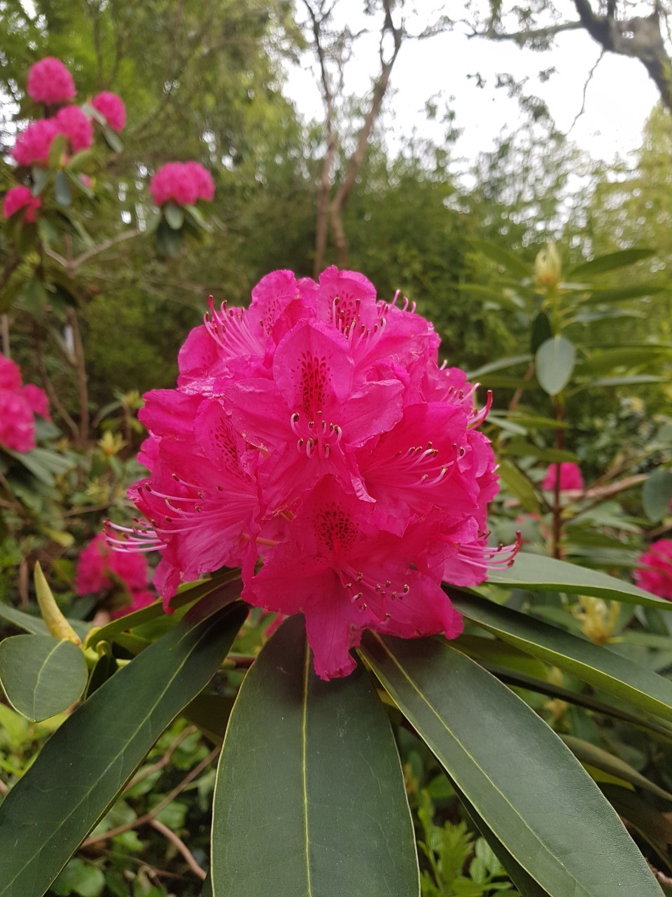 'Cynthia' AGM